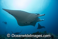 Manta Ray Fiji Photo - David Fleetham