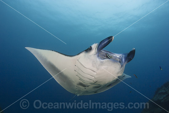 Giant Oceanic Manta Ray Manta birostris photo