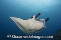 Giant Oceanic Manta Ray Manta birostris Photo - David Fleetham