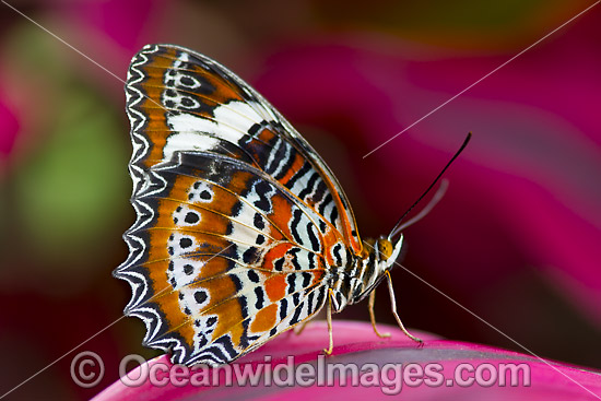 Orange Lacewing Butterfly (Cethosia penthesilea). Found in the northern parts of Northern Territory, Australia. Photo - Gary Bell Orange Lacewing Butterfly (Cethosia penthesilea). Found in the northern parts of Northern Territory, Australia. Photo - Gary Bell