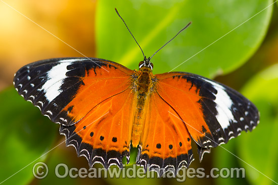 Orange Lacewing Butterfly photo