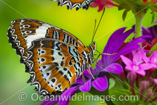 Orange Lacewing Butterfly on flower photo