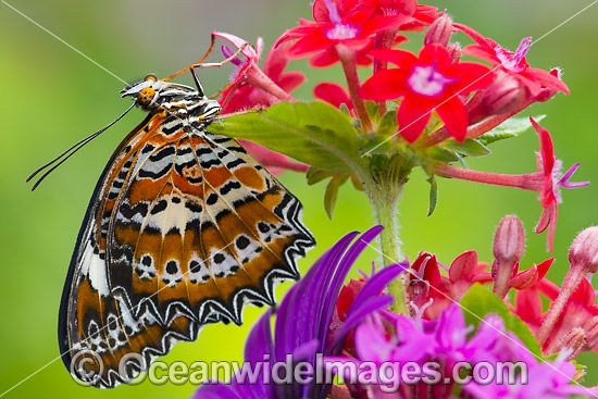 Orange Lacewing Butterfly (Cethosia penthesilea). Found in the northern parts of Northern Territory, Australia. Photo - Gary Bell Orange Lacewing Butterfly (Cethosia penthesilea). Found in the northern parts of Northern Territory, Australia. Photo - Gary Bell