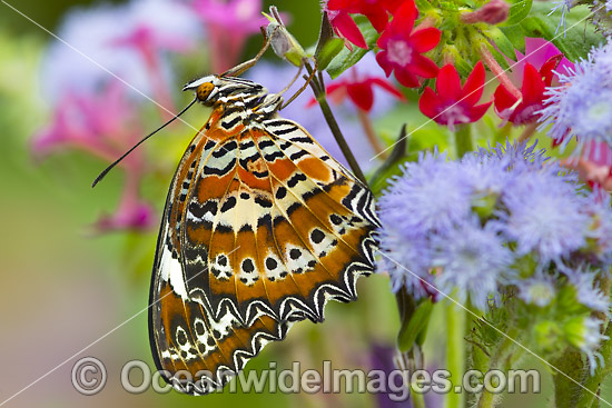 Orange Lacewing Butterfly on flower photo