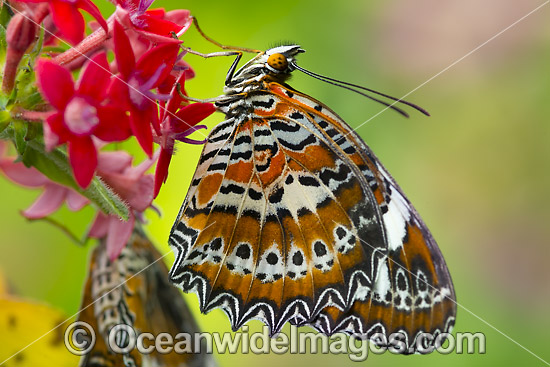 Orange Lacewing Butterfly on flower photo