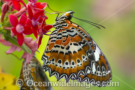 Orange Lacewing Butterfly (Cethosia penthesilea). Found in the northern parts of Northern Territory, Australia. Photo - Gary Bell Orange Lacewing Butterfly (Cethosia penthesilea). Found in the northern parts of Northern Territory, Australia. Photo - Gary Bell