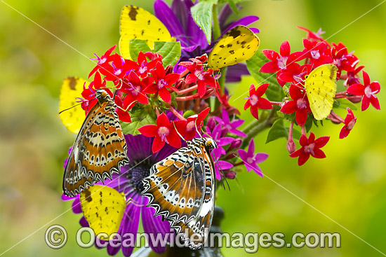 Orange Lacewing Butterfly (Cethosia penthesilea) and Large Grass-yellow Butterfly (Eurema hecabe). Found in the northern parts of Australia. Photo - Gary Bell Orange Lacewing Butterfly (Cethosia penthesilea) and Large Grass-yellow Butterfly (Eurema hecabe). Found in the northern parts of Australia. Photo - Gary Bell