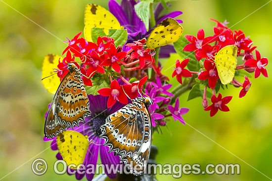 Orange Lacewing Butterfly and Grass-yellow Butterflies photo