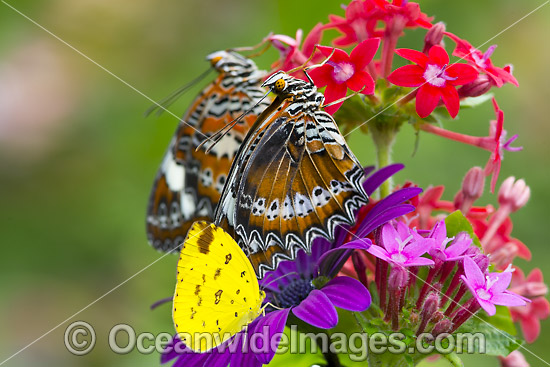 Orange Lacewing Butterfly (Cethosia penthesilea) and Large Grass-yellow Butterfly (Eurema hecabe). Found in the northern parts of Australia. Photo - Gary Bell Orange Lacewing Butterfly (Cethosia penthesilea) and Large Grass-yellow Butterfly (Eurema hecabe). Found in the northern parts of Australia. Photo - Gary Bell
