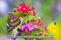 Orange Lacewing Butterfly and Grass-yellow Butterflies Photo - Gary Bell