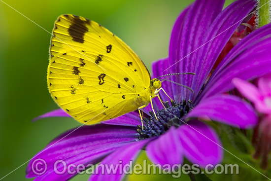 Large Grass-yellow Butterfly on flowers photo