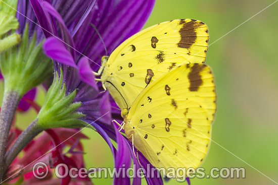 Large Grass-yellow Butterfly photo