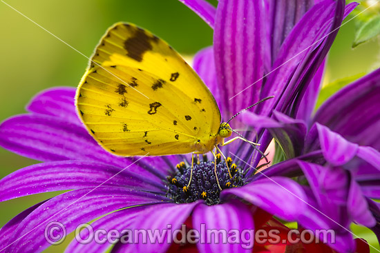 Large Grass-yellow Butterfly on flowers photo