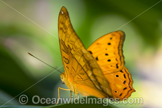 Cruiser Butterfly Vindula arsinoe photo