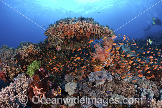 Coral Reef Indonesia photo Coral Reef Indonesia photo