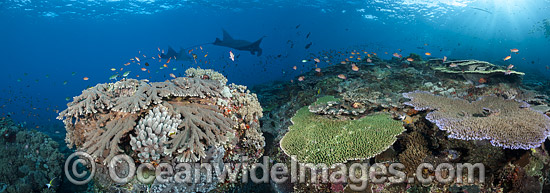 Fish and Coral coral triangle photo