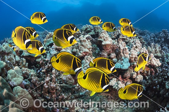 Butterflyfish and Coral photo