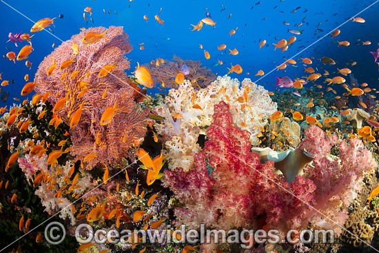 Fish and Coral Reef Fiji photo
