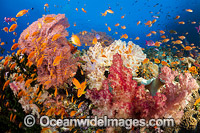 Fish and Coral Reef Fiji Photo - David Fleetham