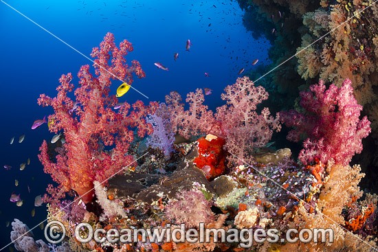 Coral Reef Fiji photo