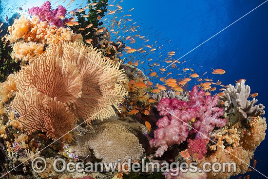 Fish and Coral Fiji photo