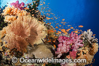 Fish and Coral Fiji Photo - David Fleetham