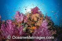 Coral Reef Fiji Photo - David Fleetham