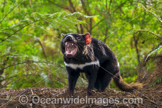 Tasmanian Devil (Sarcophilus harrisii), a carnivorous marsupial of the family Dasyuridae, now found in the wild only on the Australian island state of Tasmania. Classified Endangered on the IUCN Red List of Threatened Species. Photo - Gary Bell Tasmanian Devil (Sarcophilus harrisii), a carnivorous marsupial of the family Dasyuridae, now found in the wild only on the Australian island state of Tasmania. Classified Endangered on the IUCN Red List of Threatened Species. Photo - Gary Bell