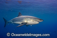 Underwater Great White Shark Photo - David Fleetham
