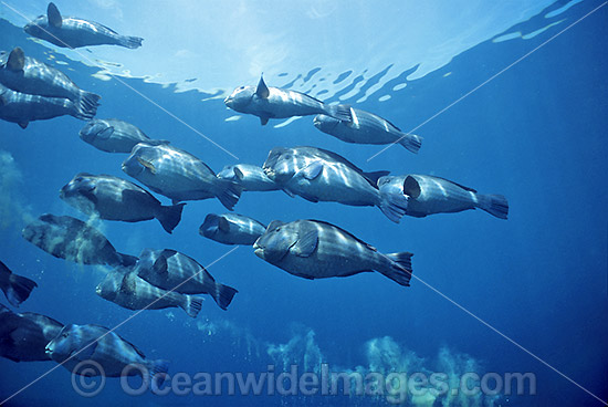 Humphead Parrotfish defacating coral photo