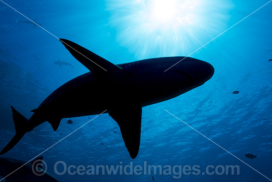 Blacktip Reef Shark (Carcharhinus melanopterus) silhouette. Also known as Blacktip Shark. Photo taken at Yap, Micronesia. Photo - David Fleetham Blacktip Reef Shark (Carcharhinus melanopterus) silhouette. Also known as Blacktip Shark. Photo taken at Yap, Micronesia. Photo - David Fleetham