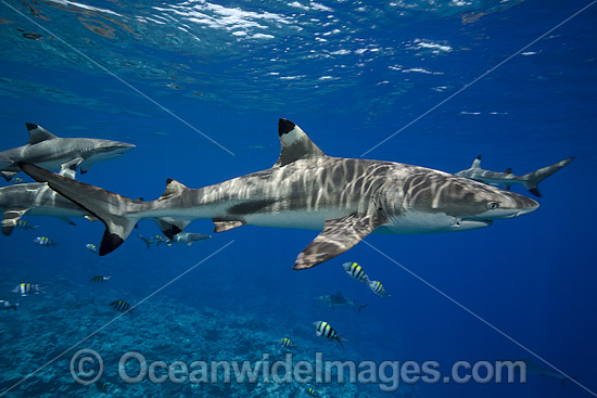 Blacktip Reef Shark (Carcharhinus melanopterus). Also known as Blacktip Shark. Photo taken at Yap, Micronesia. Photo - David Fleetham Blacktip Reef Shark (Carcharhinus melanopterus). Also known as Blacktip Shark. Photo taken at Yap, Micronesia. Photo - David Fleetham
