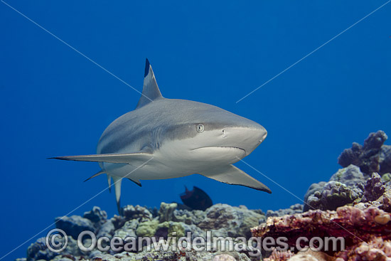 Blacktip Reef Shark (Carcharhinus melanopterus). Also known as Blacktip Shark. Photo taken at Yap, Micronesia. Photo - David Fleetham Blacktip Reef Shark (Carcharhinus melanopterus). Also known as Blacktip Shark. Photo taken at Yap, Micronesia. Photo - David Fleetham