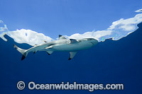 Blacktip Reef Shark Photo - David Fleetham