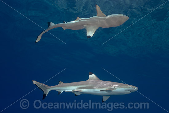 Blacktip Reef Shark photo