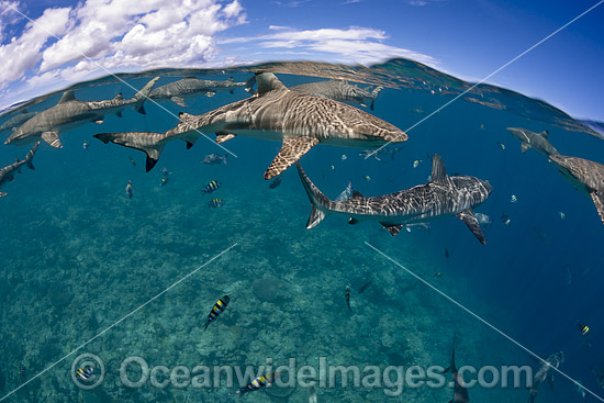 The reef and a blacktip reef shark, Carcharhinus melanopterus, are reflected onto the surface of this flat calm sea off the island of Yap, Micronesia. Photo - David Fleetham The reef and a blacktip reef shark, Carcharhinus melanopterus, are reflected onto the surface of this flat calm sea off the island of Yap, Micronesia. Photo - David Fleetham