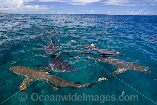 The reef and a blacktip reef shark, Carcharhinus melanopterus, are reflected onto the surface of this flat calm sea off the island of Yap, Micronesia. Photo - David Fleetham The reef and a blacktip reef shark, Carcharhinus melanopterus, are reflected onto the surface of this flat calm sea off the island of Yap, Micronesia. Photo - David Fleetham