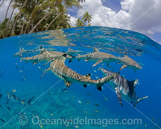 The reef and a blacktip reef shark, Carcharhinus melanopterus, are reflected onto the surface of this flat calm sea off the island of Yap, Micronesia. Photo - David Fleetham The reef and a blacktip reef shark, Carcharhinus melanopterus, are reflected onto the surface of this flat calm sea off the island of Yap, Micronesia. Photo - David Fleetham