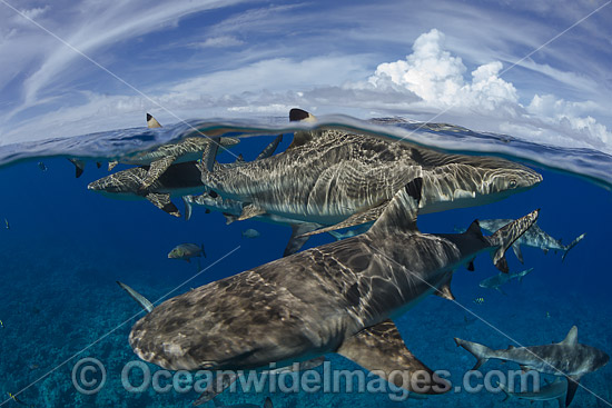 Blacktip Reef Shark photo