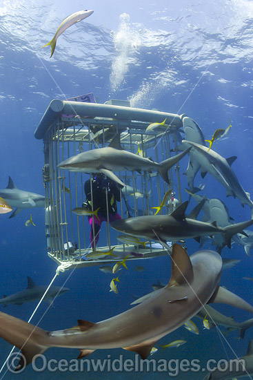 Caribbean Reef Shark (Carcharhinus perezi). Found in the tropical western Atlantic Ocean, from Florida to Brazil. Photo taken in West End, Grand Bahamas, Atlantic Ocean. Photo - David Fleetham Caribbean Reef Shark (Carcharhinus perezi). Found in the tropical western Atlantic Ocean, from Florida to Brazil. Photo taken in West End, Grand Bahamas, Atlantic Ocean. Photo - David Fleetham
