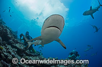 Grey Reef Shark Photo - David Fleetham