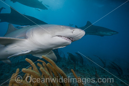 Lemon Shark Bahamas photo