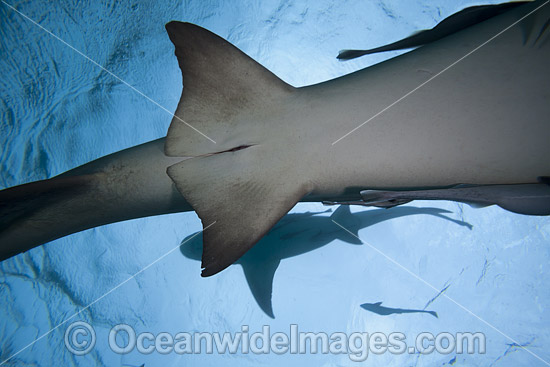 Lemon Shark Bahamas photo