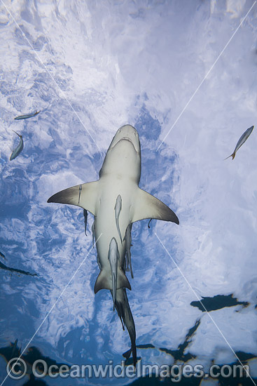 Lemon Shark with remoras photo