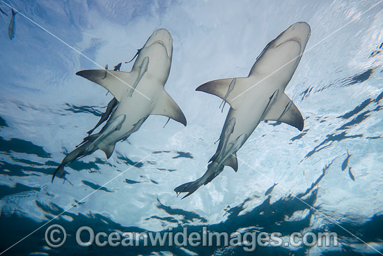 Lemon Shark Bahamas photo