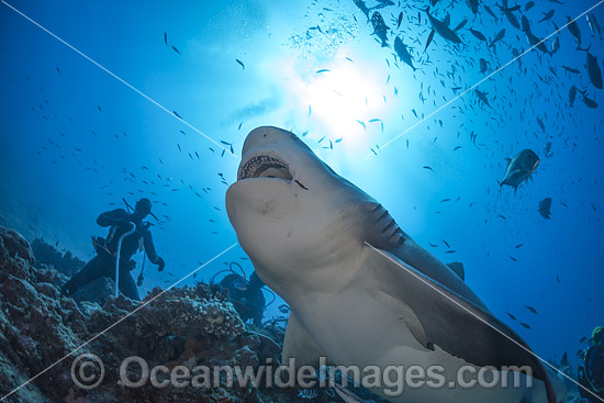 Diver with Bull Shark (Carcharhinus leucas). Also known as River Whaler, Freshwater Whaler and Swan River Whaler. Found worldwide in tropical and warm temperate seas and penetrates far into freshwater for extended periods. Bequ Lagoon, Fiji. Photo - David Fleetham Diver with Bull Shark (Carcharhinus leucas). Also known as River Whaler, Freshwater Whaler and Swan River Whaler. Found worldwide in tropical and warm temperate seas and penetrates far into freshwater for extended periods. Bequ Lagoon, Fiji. Photo - David Fleetham