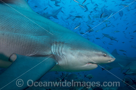 Bull Shark Fiji photo