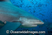 Bull Shark Fiji Photo - David Fleetham