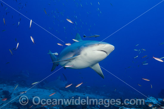 Bull Shark Fiji photo
