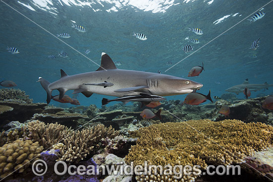 Whitetip Reef Shark on coral reef photo